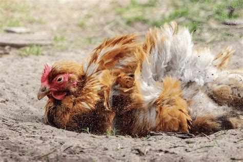 1,696 Chicken Dust Royalty-Free Photos and Stock Images | Shutterstock