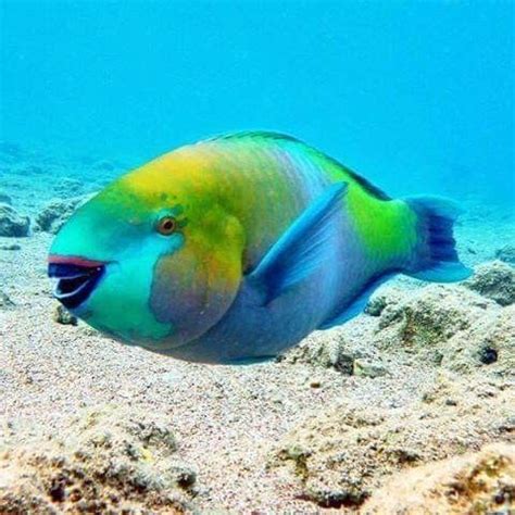 Parrot fish poop makes beautiful beaches – Artofit