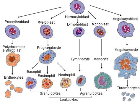 Difference Between Leukocytes and Lymphocytes | Characteristics ...