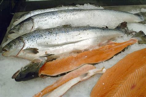 Salmon Fish Available Now. The Benefits Are Many, You Need It ...