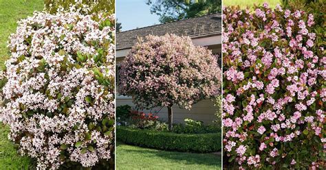 11 Best Indian Hawthorn Varieties | Raphiolepis Types