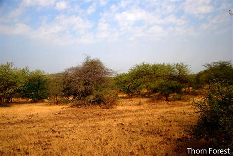 Deccan Thorn Scrub Forests - Thorn Forest