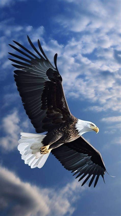 Eagle Lovers | Flying 🦅🖤 | Eagle images, Eagle pictures, Wild animal ...