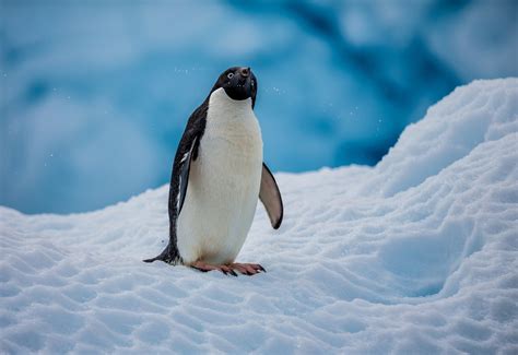 penguins, Nature, Ice, Snow, Animals Wallpapers HD / Desktop and Mobile ...