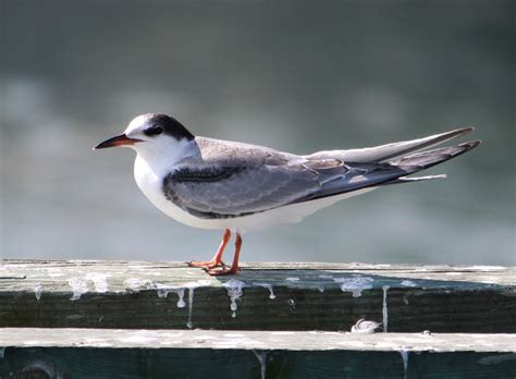 Tern identification: Common and Forster’s Terns » BirdQuiz.net