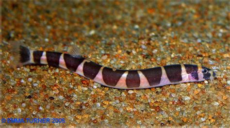 Kuhli Loach - Maidenhead Aquatics