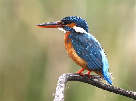 Kingfisher Bird Female