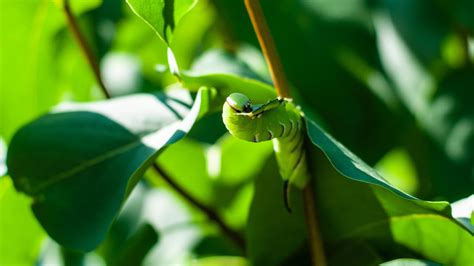 5 Awesome Examples of Caterpillar Camouflage