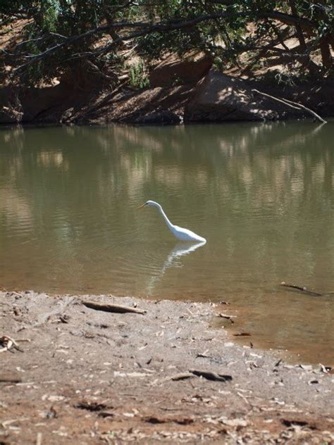 Newsomes' Dash: 28 Aug 10 – Windjana Gorge National Park