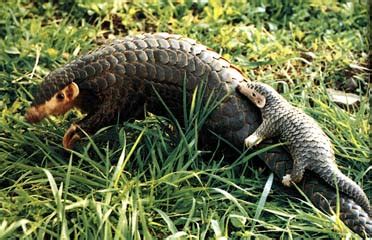 Chinese Pangolin | CITES