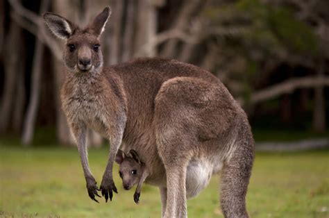 Download A mother kangaroo with her joey in the Australian Outback ...