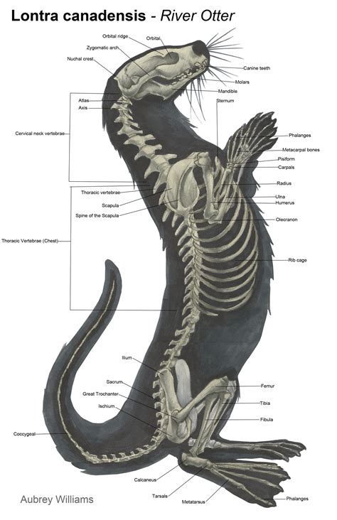 ArtStation - Lontra Canadensis - River Otter Anatomy