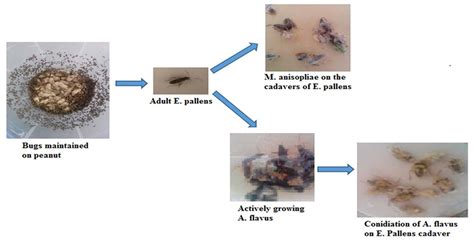 Toxins | Free Full-Text | Efficacy of Entomopathogenic Fungal ...