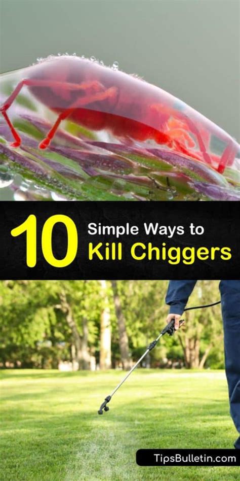 10 Simple Ways to Kill Chiggers (2022)