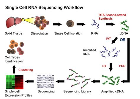 Analysis of single cell RNA-seq data: 2018 BioInfoSummer Workshop