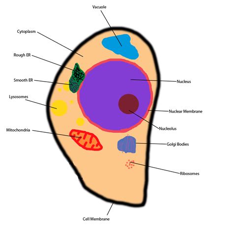 Ribosome Diagram - ClipArt Best