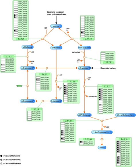 The integrated map of the starch synthesis process presented on the ...