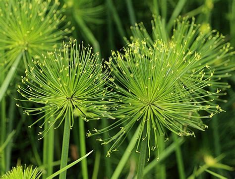 Cleopatra Cypress Papyrus Egyptian Cleopatra Grass 2 Rooted - Etsy