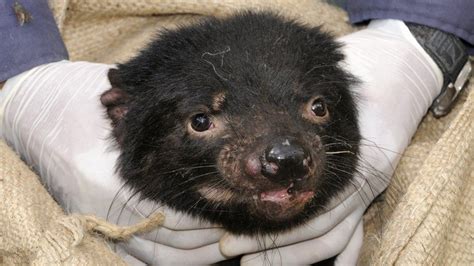 Tasmanian devil DNA shows signs of cancer fightback - BBC News