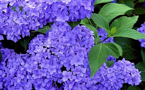 🔥 [40+] Blue Hydrangea Wallpapers | WallpaperSafari