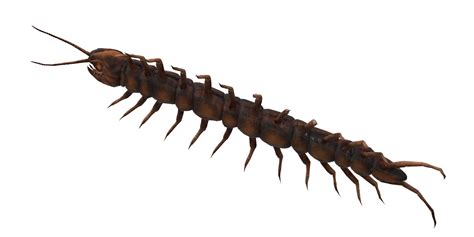 Centipede isolated on a Transparent Background 24249137 PNG