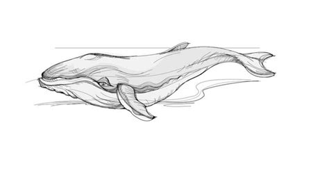 How to draw a humpback whale with a pencil step-by-step drawing tutorial