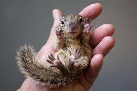 How to take care of a baby squirrel | www.whatdosquirrelseat.org