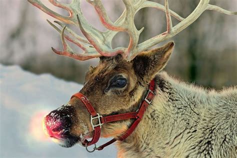 Image result for reindeer elk difference | Reindeer photo, Animals wild ...