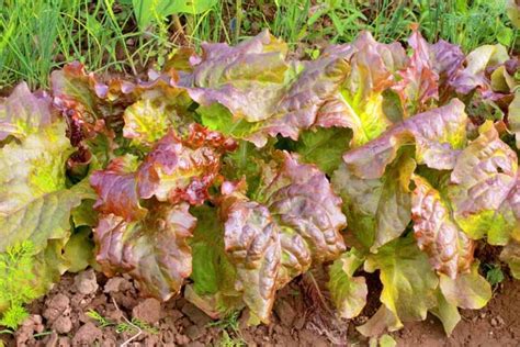 How to Grow Your Own Lettuce - Tips for Leaf and Head Types