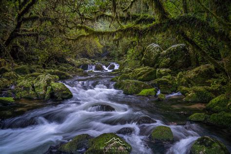 riwaka resurgence river forest