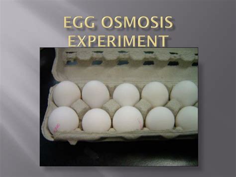 PPT - Egg Osmosis Experiment PowerPoint Presentation, free download ...