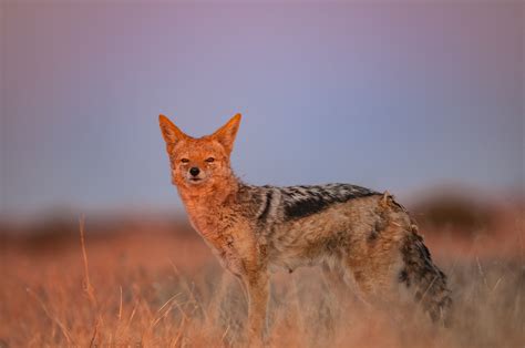 Black-Backed Jackal | Sean Crane Photography