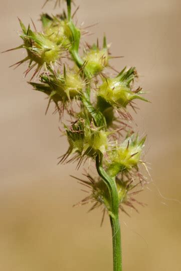 Sandbur Control | How To Kill Grass Bur Stickers | Horizon Pest Control