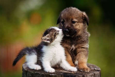 puppies and kittens together - Morgan Massie