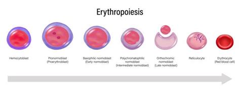 3,100+ Blood Cell Diagram Stock Photos, Pictures & Royalty-Free Images ...