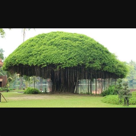 Images Of Banyan Trees