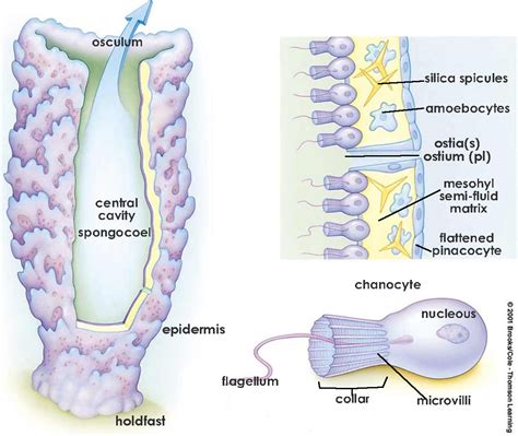 Phylum Porifera | Teaching biology, Zoology, Biology memes