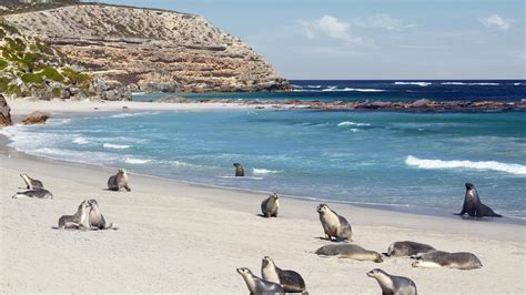 Seal Bay on Kangaroo Island reopens | The Advertiser