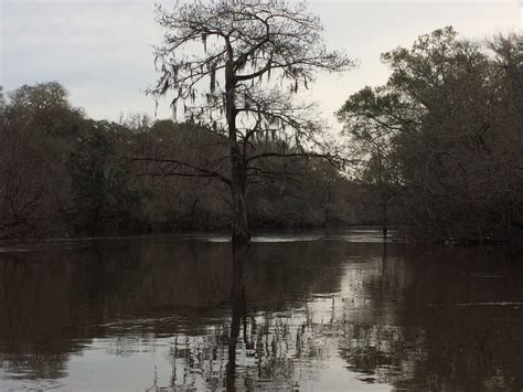 Withlacoochee River | WWALS Watershed Coalition (WWALS) is Suwannee ...