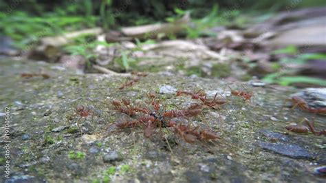 Weaver ants (Oecophylla). 1080p FullHD video Stock Video | Adobe Stock