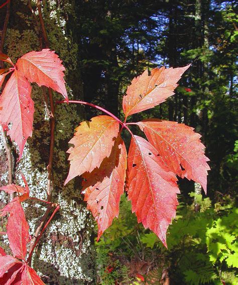 Door to Nature: Autumn Color and the Virginia Creeper - Door County Pulse