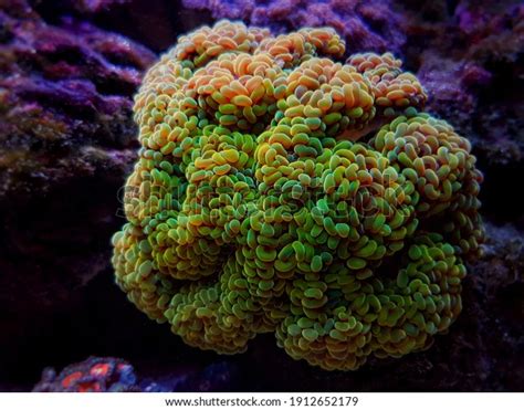 811 Hammer Coral Images, Stock Photos, 3D objects, & Vectors | Shutterstock