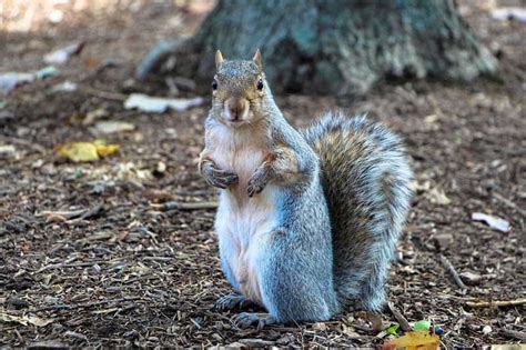 How Do Squirrels Survive in the Winter (6 Ways) - Wildlife Informer