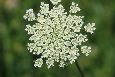 How to Tell the Difference Between Poison Hemlock and Queen Anne's Lace ...