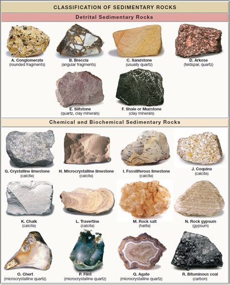 Solved: Carefully examine the common sedimentary rocks shown in ...