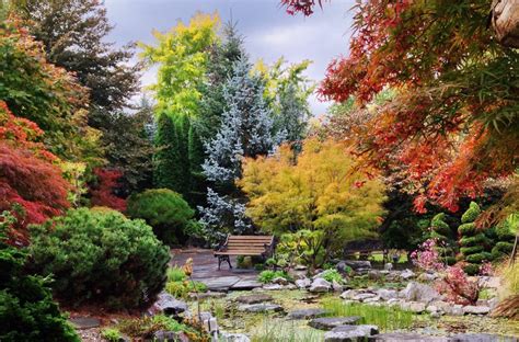 Beautiful Fall Japanese Maples - Topiary Gardens