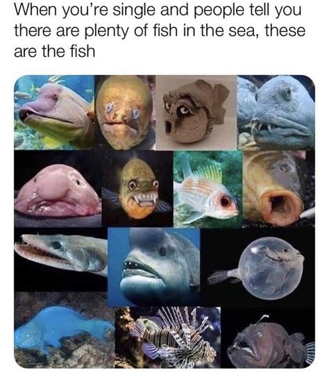 Plenty More Fish In The Sea Meme Undateables / Plenty More Fish In The ...