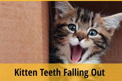 Kitten Teeth Falling Out-What Does It Mean? | ZooAwesome