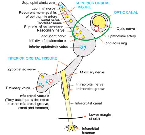 Structures Passing Through Superior Orbital Fissure ~ Medicosapiens