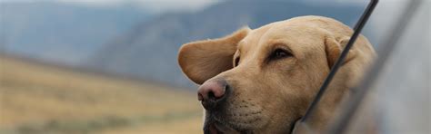 Dogs | 18 best free dog, pet, animal and mammal photos on Unsplash